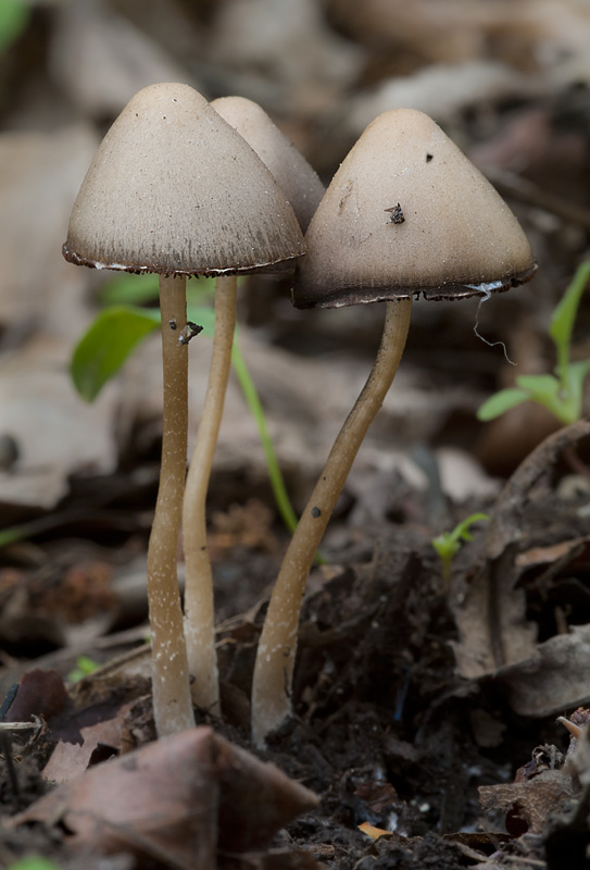 Psathyrella marcescibilis